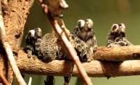 White Tufted Eared Marmoset,  Toronto Zoo, Ontario, Canada CM11-021