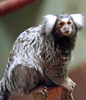 White Tufted Eared Marmoset, Toronto Zoo, Ontario, Canada CM11-022