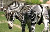 Zebra, Toronto Zoo, Ontario, Canada CM11-002
