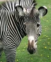 Zebra, Toronto Zoo, Ontario, Canada CM11-003