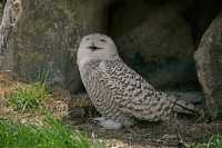 Toronto Zoo, Juvenile Snowy White Owl, May 2010 CM11-010 