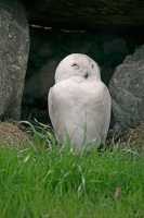 Toronto Zoo, Snowy White Owl, May 2010 CM11-011 