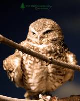 Highlight for Album: Toronto Metro Zoo, Birds,  May 2010, Province of Ontario, Canada                                               