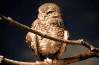 Toronto Zoo, Spotted Owl, May 2010 CM11-005
