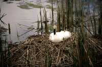 Toronto Zoo, Trumpeter Swan Nesting, May 2010 CM11-012 