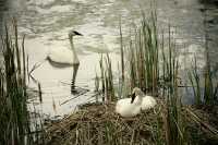 Toronto Zoo, Trumpeter Swan Nesting, May 2010 CM11-013 