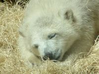 Polar Bear Cub, Toronto Zoo, Ontario, Canada  01