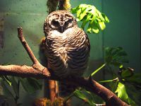 Owl, Toronto Zoo, Ontario, Canada 05