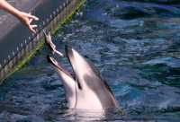Vancouver Aquarium 2009, Stanley Park, Vancouver, British Columbia CM11-03