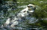 Vancouver Aquarium 2009, Stanley Park, Vancouver, British Columbia CM11-06
