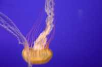 Vancouver Aquarium 2009, Stanley Park, Vancouver, British Columbia CM11-09