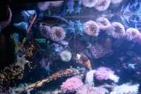 Vancouver Aquarium 2009, Stanley Park, Vancouver, British Columbia CM11-10

