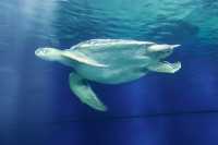 Vancouver Aquarium 2009, Stanley Park, Vancouver, British Columbia CM11-11