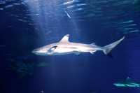 Vancouver Aquarium 2009, Stanley Park, Vancouver, British Columbia CM11-12