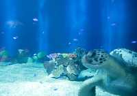 Vancouver Aquarium 2009, Stanley Park, Vancouver, British Columbia CM11-13