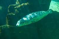 Harbour Seal, Vancouver Aquarium, British Columbia, Canada CM11-04
