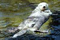 Sea Otter, Vancouver Aquarium, British Columbia, Canada CM11-08