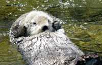 Sea Otter, Vancouver Aquarium, British Columbia, Canada CM11-07