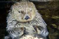 Sea Otter, Vancouver Aquarium, British Columbia, Canada CM11-06