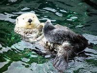 Sea Otter, Vancouver Aquarium, British Columbia, Canada  05