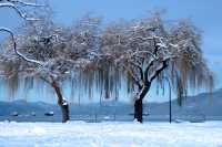 Vancouver, Jericho Beach, December 2008, British Columbia, Canada CM11-31