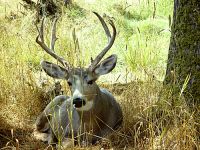 White Tailed Deer, Greater Vancouver Zoo, British Columbia, Canada   03

