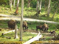 Bison Herd, Greater Vancouver Zoo, British Columbia, Canada   07