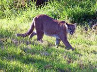 Cougar, Greater Vancouver Zoo, British Columbia, Canada  01