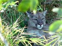Cougar, Greater Vancouver Zoo, British Columbia, Canada   02