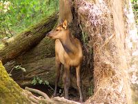 Sika Deer Calf, Greater Vancouver Zoo, British Columbia, Canada 05