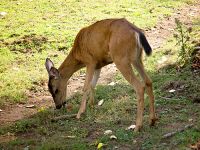 Pere David's Deer, Greater Vancouver Zoo, British Columbia, Canada   04