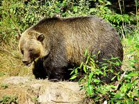 Grizzly Bear, Greater Vancouver Zoo, British Columbia, Canada   08