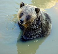 Grizzly Bear, Greater Vancouver Zoo, British Columbia, Canada   09
