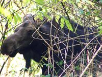 Moose, Greater Vancouver Zoo, British Columbia, Canada   06