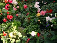 Butchart Gardens, Victoria, British Columbia, Canada 11
(Image not for sale)