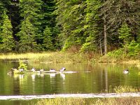 Akamina Lake, Waterton Lakes National Park, Alberta, Canada 08