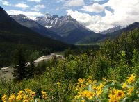 Red Rock Canyon, Wildflowers, Waterton Lakes National Park, Alberta, Canada 09