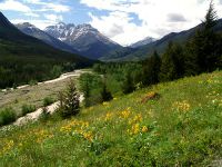 Red Rock Canyon, Wildflowers, Waterton Lakes National Park, Alberta, Canada 09B