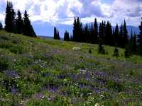 Wells Gray Park, Trophy Mountain Wildflowers, British Columbia, Canada CM11-02