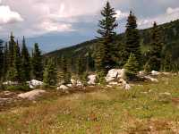 Wells Gray Park, Trophy Mountain Wildflowers, British Columbia, Canada CM11-04