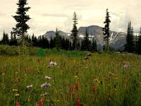 Highlight for Album: Wells Gray Park Photos, Trophy Mountain Wildflowers, British Columbia, Canada