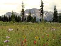 Wells Gray Park, Trophy Mountain Wildflowers, British Columbia, Canada CM11-11