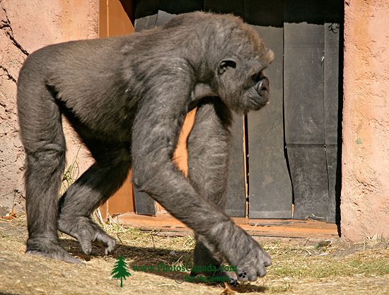 Female Western Lowland Gorilla, Calgary Zoo, Alberta CM11-07