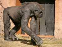 Female Western Lowland Gorilla, Calgary Zoo, Alberta CM11-07