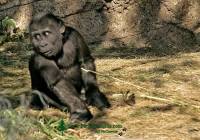 Highlight for Album: Western Lowland Gorillas, Calgary Zoo, Alberta IMAGES NOT FOR SALE