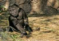 Baby Western Lowland Gorilla, Calgary Zoo, Alberta CM11-03