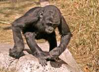 Baby Western Lowland Gorilla, Calgary Zoo, Alberta CM11-04
