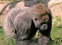 Male Western Lowland Gorilla, Calgary Zoo, Alberta CM11-06