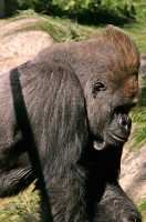 Male Western Lowland Gorilla, Calgary Zoo, Alberta CM11-09