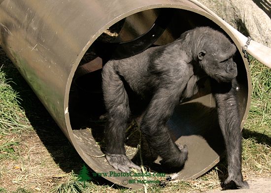 Female Western Lowland Gorilla, Calgary Zoo, Alberta CM11-02